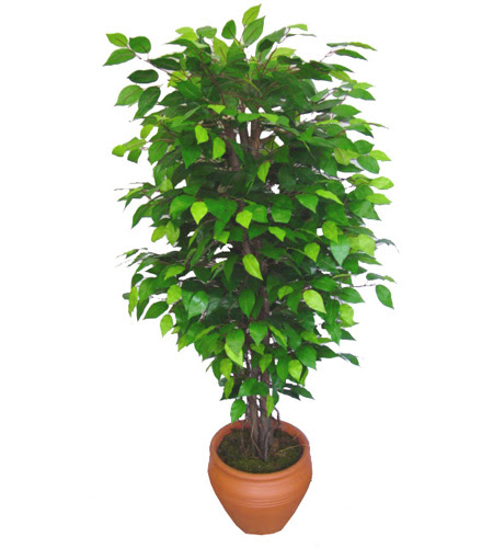 Ficus Benjamin 1,50 cm   Idr iek yolla yurtii ve yurtd iek siparii 