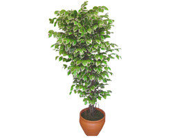 Ficus zel Starlight 1,75 cm   Idr Hohaber iek servisi , ieki adresleri 