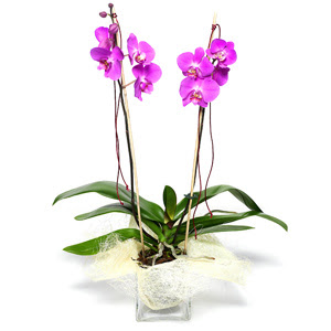  Idr 7 kasm iekiler  Cam yada mika vazo ierisinde  1 kk orkide