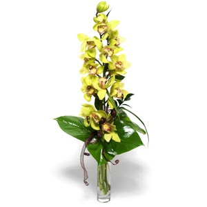  Idr Balar ucuz iek gnder  cam vazo ierisinde tek dal canli orkide