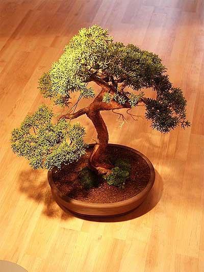 ithal bonsai saksi iegi  Idr karakoyunlu iek gnderme sitemiz gvenlidir 