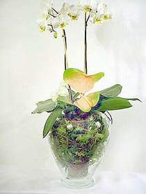  Idr 7 kasm iekiler  Cam yada mika vazoda zel orkideler