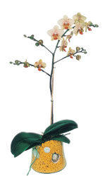  Idr Karakuyu iek online iek siparii  Phalaenopsis Orkide ithal kalite