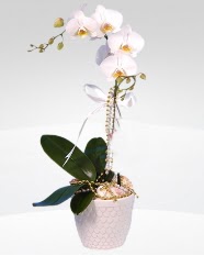 1 dallı orkide saksı çiçeği  Iğdır Alikamerli çiçek satışı 