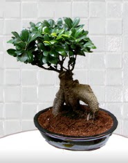 saks iei japon aac bonsai  Idr Tuzluca iek yolla 
