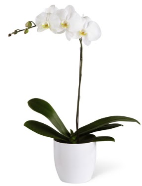1 dall beyaz orkide  Idr iekiler gvenli kaliteli hzl iek 