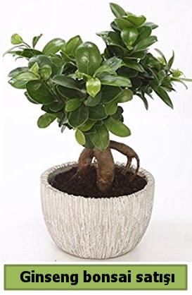 Ginseng bonsai japon aac sat  Idr Karaaa internetten iek sat 