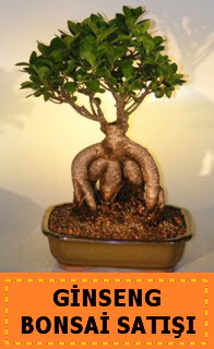 Ginseng bonsai sat japon aac  Idr Hohaber iek servisi , ieki adresleri 