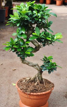 Orta boy bonsai saks bitkisi  Idr Melekli anneler gn iek yolla 