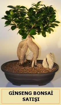 thal Ginseng bonsai sat japon aac  Idr Obaky cicekciler , cicek siparisi 