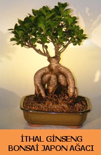 thal japon aac ginseng bonsai sat  Idr Balar ucuz iek gnder 