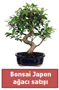 Japon aac bonsai sat  Idr Obaky cicekciler , cicek siparisi 