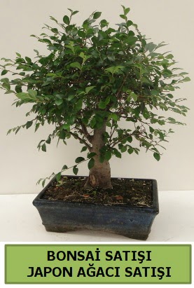 Minyatr bonsai japon aac sat  Idr 14 kasm hediye iek yolla 