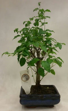 Minyatr bonsai japon aac sat  Idr Karaaa internetten iek sat 
