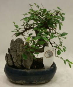 thal 1.ci kalite bonsai japon aac  Idr 7 kasm iekiler 