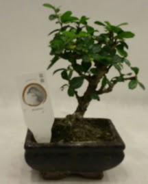 Kk minyatr bonsai japon aac  Idr Stl iek siparii sitesi 
