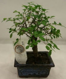 Minyatr ithal japon aac bonsai bitkisi  Idr 7 kasm iekiler 