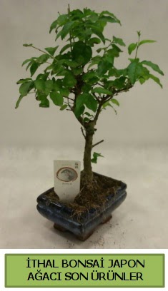 thal bonsai japon aac bitkisi  Idr iek gnder online ieki , iek siparii 