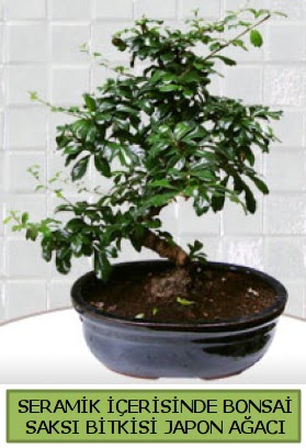 Seramik vazoda bonsai japon aac bitkisi  Idr Obaky cicekciler , cicek siparisi 