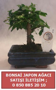 Japon aac minyar bonsai sat  Idr 7 kasm iekiler 