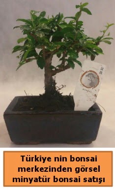 Japon aac bonsai sat ithal grsel  Idr 12 eyll ieki maazas 