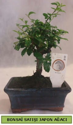 Minyatr bonsai aac sat  Idr Stl iek siparii sitesi 