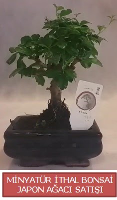 Kk grsel bonsai japon aac bitkisi  Idr Konakl internetten iek siparii 