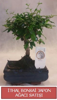 thal kk boy minyatr bonsai aa bitkisi  Idr Karaaa internetten iek sat 