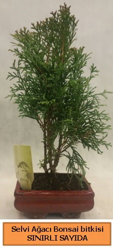 Selvi aac bonsai japon aac bitkisi  Idr 7 kasm iekiler 