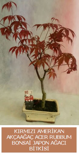 Amerikan akaaa Acer Rubrum bonsai  Idr Kasmcan kaliteli taze ve ucuz iekler 