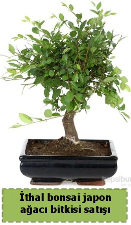 thal bonsai saks iei Japon aac sat  Idr Balar ucuz iek gnder 