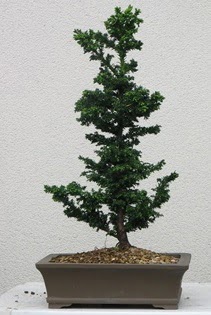 am aac bonsai bitkisi sat  Idr Karaaa internetten iek sat 