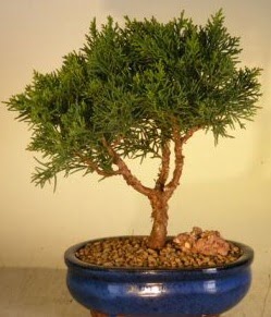 Servi am bonsai japon aac bitkisi  Idr 12 eyll ieki maazas 
