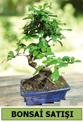 am bonsai japon aac sat  Idr 7 kasm iekiler 