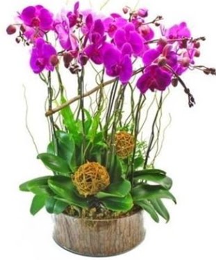 Ahap ktkte lila mor orkide 8 li  Idr Enginalan uluslararas iek gnderme 