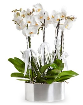 Be dall metal saksda beyaz orkide  Idr 12 eyll ieki maazas 