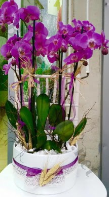 Seramik vazoda 4 dall mor lila orkide  Idr Karakuyu iek online iek siparii 