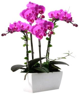 Seramik vazo ierisinde 4 dall mor orkide  Idr 7 kasm iekiler 