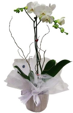 Tek dall beyaz orkide  Idr Hohaber iek servisi , ieki adresleri 