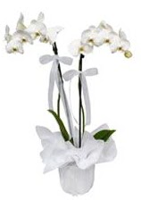 2 dall beyaz orkide  Idr Hakveis iek gnderme 