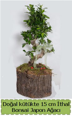 Doal ktkte thal bonsai japon aac  Idr Stl iek siparii sitesi 