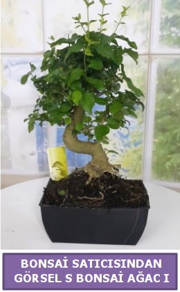 S dal erilii bonsai japon aac  Idr 7 kasm iekiler 