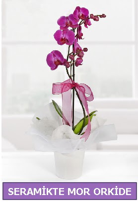 Seramik içerisinde birinci kalite tek dallı mor orkide  Iğdır Bağlar ucuz çiçek gönder 