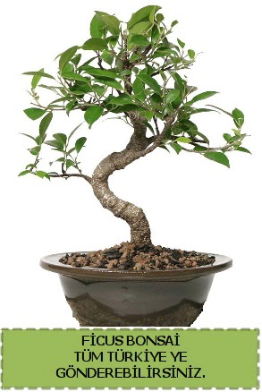 Ficus bonsai  Idr 14 kasm hediye iek yolla 