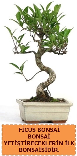 Ficus bonsai 15 ile 25 cm arasndadr  Idr 12 eyll ieki maazas 