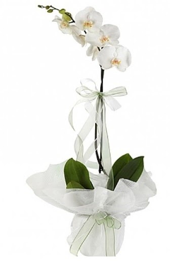 Tekli Beyaz Orkide  Idr Aa erhac online iek gnderme sipari 