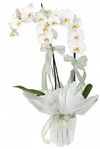 ift Dall Beyaz Orkide  Idr iek yolla yurtii ve yurtd iek siparii 