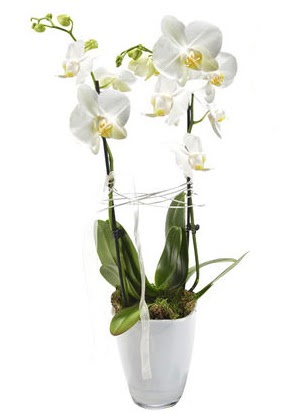 2 dall beyaz seramik beyaz orkide sakss  Idr 14 kasm hediye iek yolla 