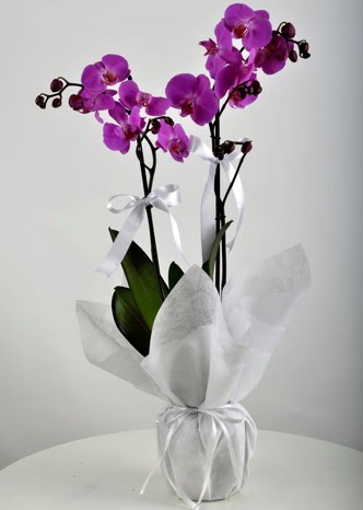ift dall saksda mor orkide iei  Idr zdemir hediye sevgilime hediye iek 