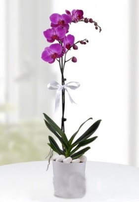 Tek dall saksda mor orkide iei  Idr Akyumak 14 ubat sevgililer gn iek 